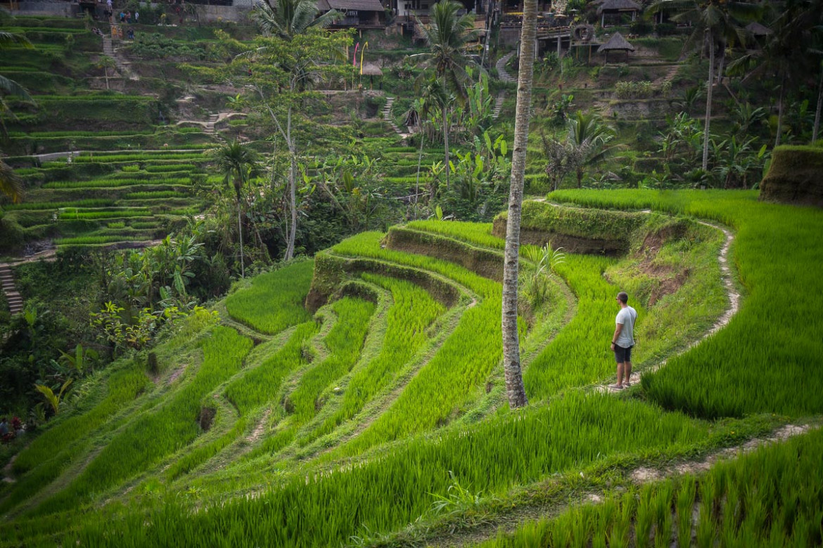 Die Tegalalang Rice Fields.