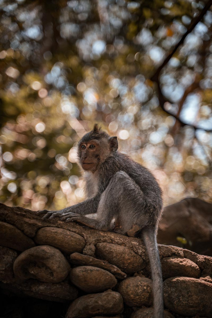 Affen im Monkey Forest Ubud.